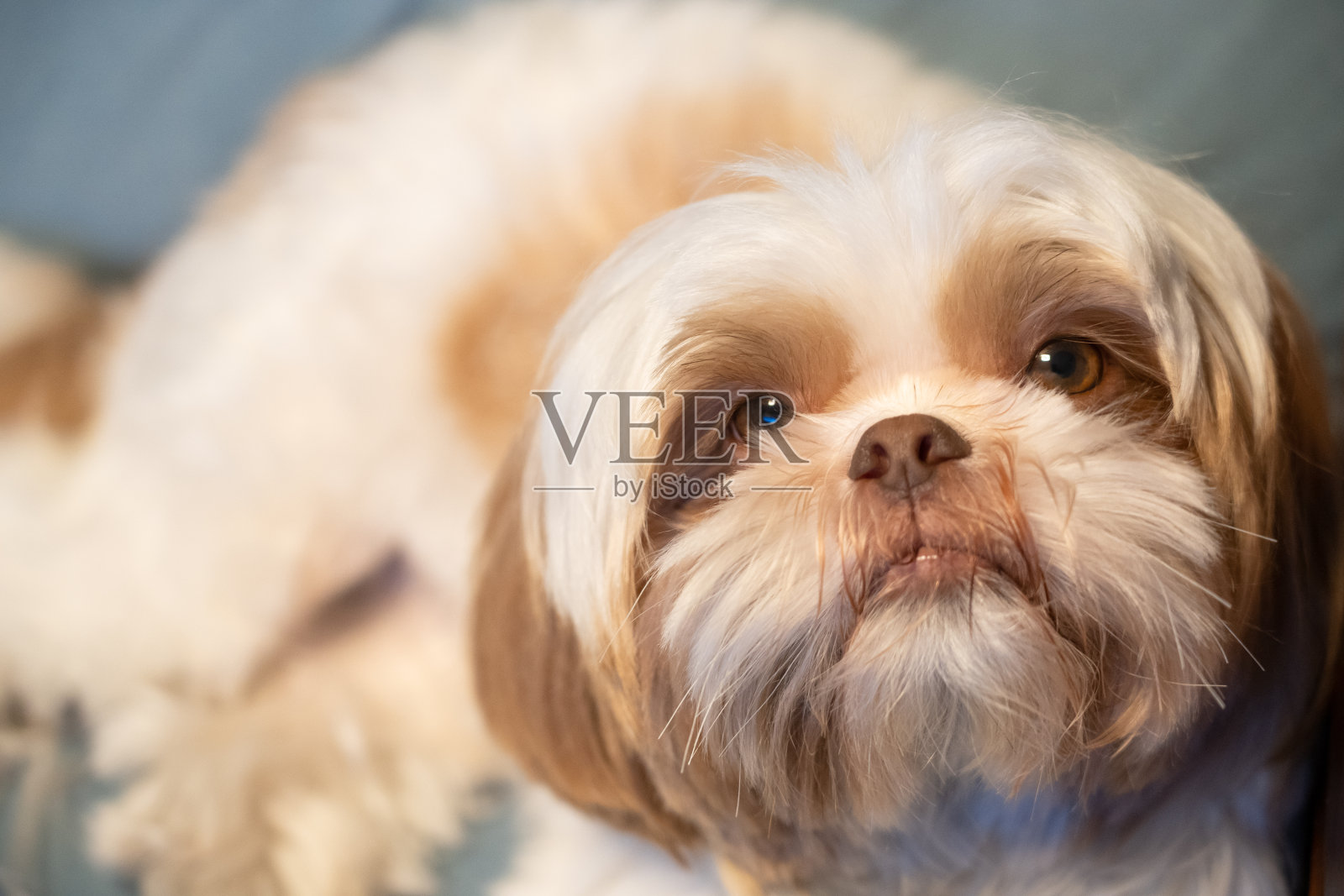 狗照片摄影图片