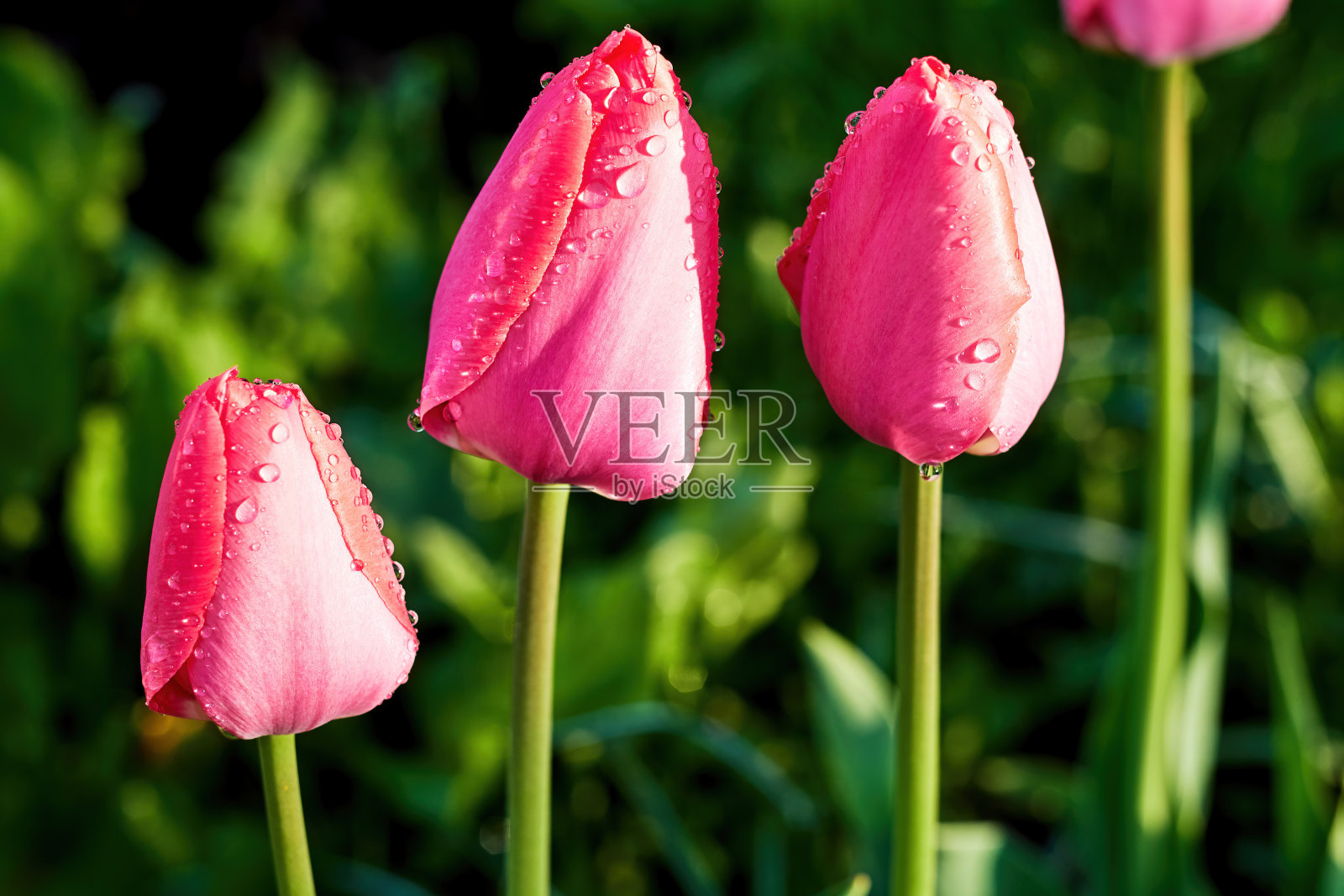 优雅的粉红色郁金香在雨后的花坛上。花和自然背景和明信片照片摄影图片