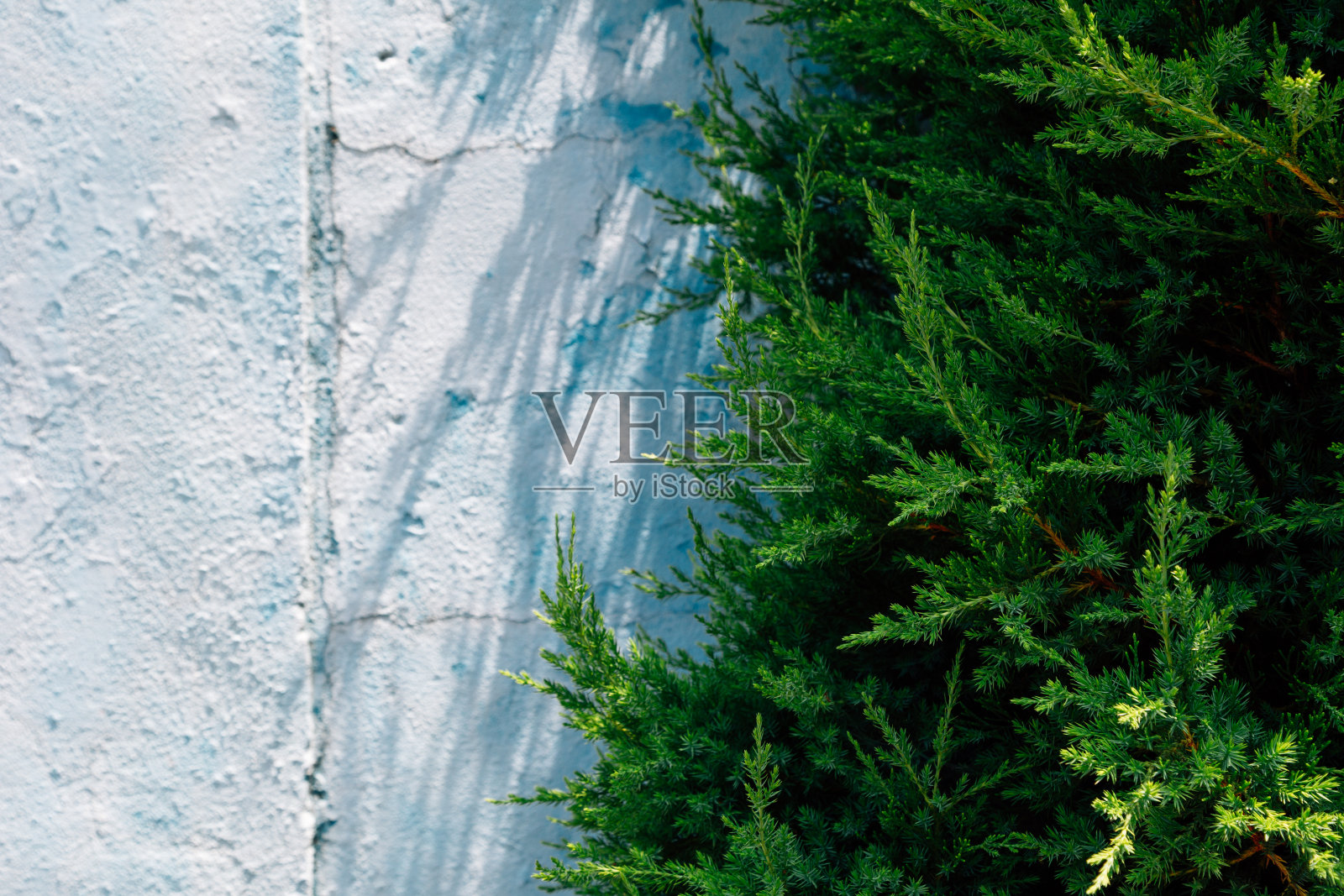 蓝色的混凝土墙和绿色的树叶纹理背景照片摄影图片