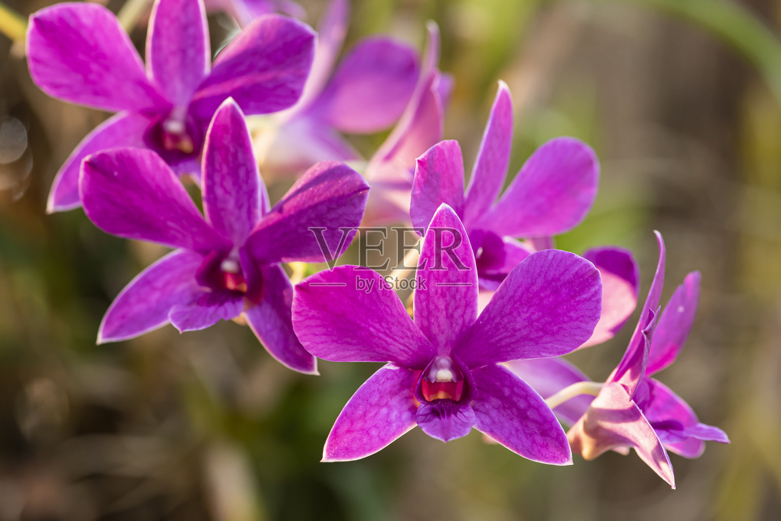 美丽的背景上点缀着五颜六色的兰花。紫色的照片摄影图片