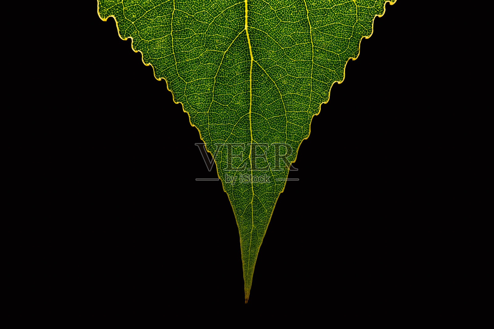 黑色背景上的绿叶照片摄影图片