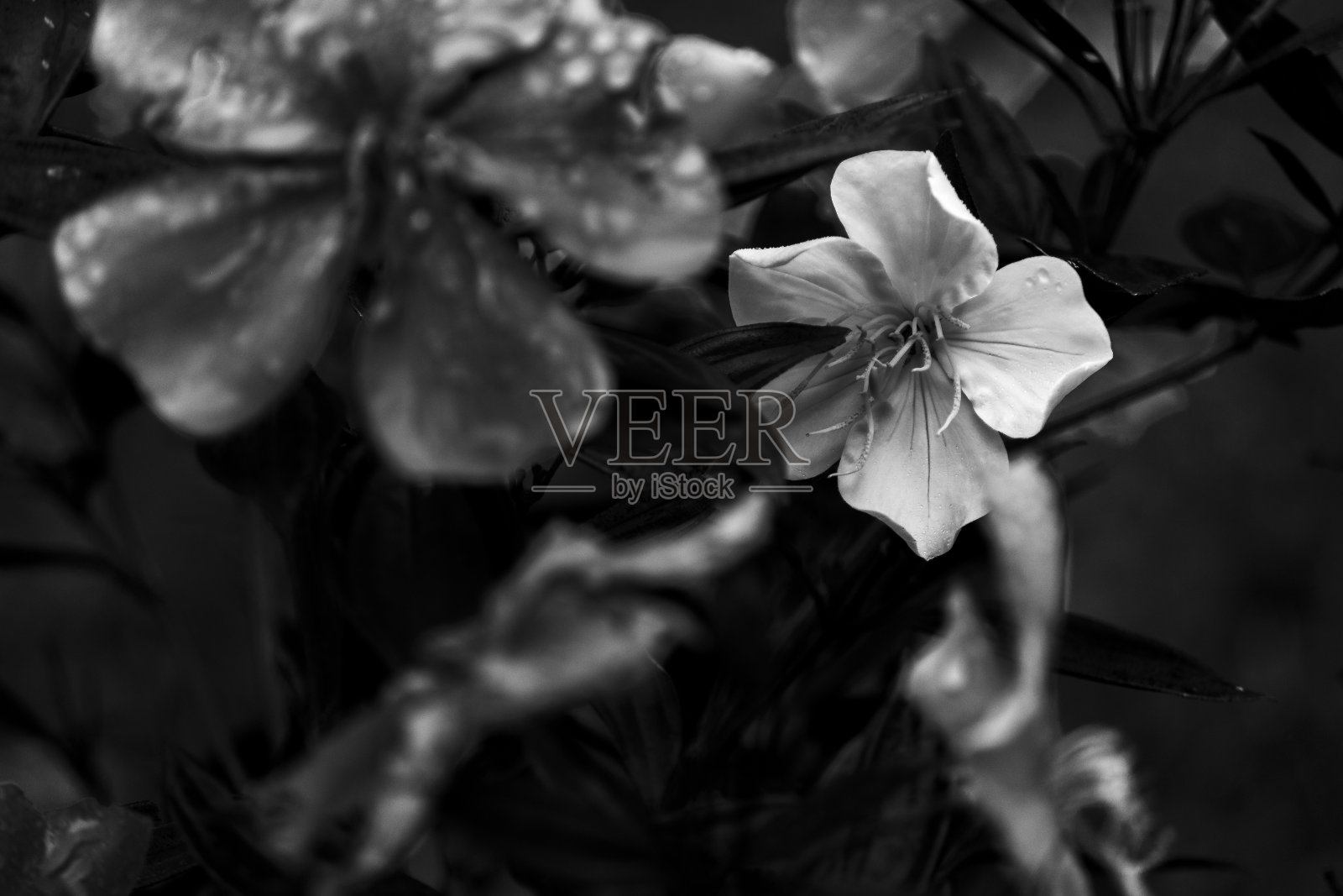 戏剧性的花在黑色和白色照片摄影图片