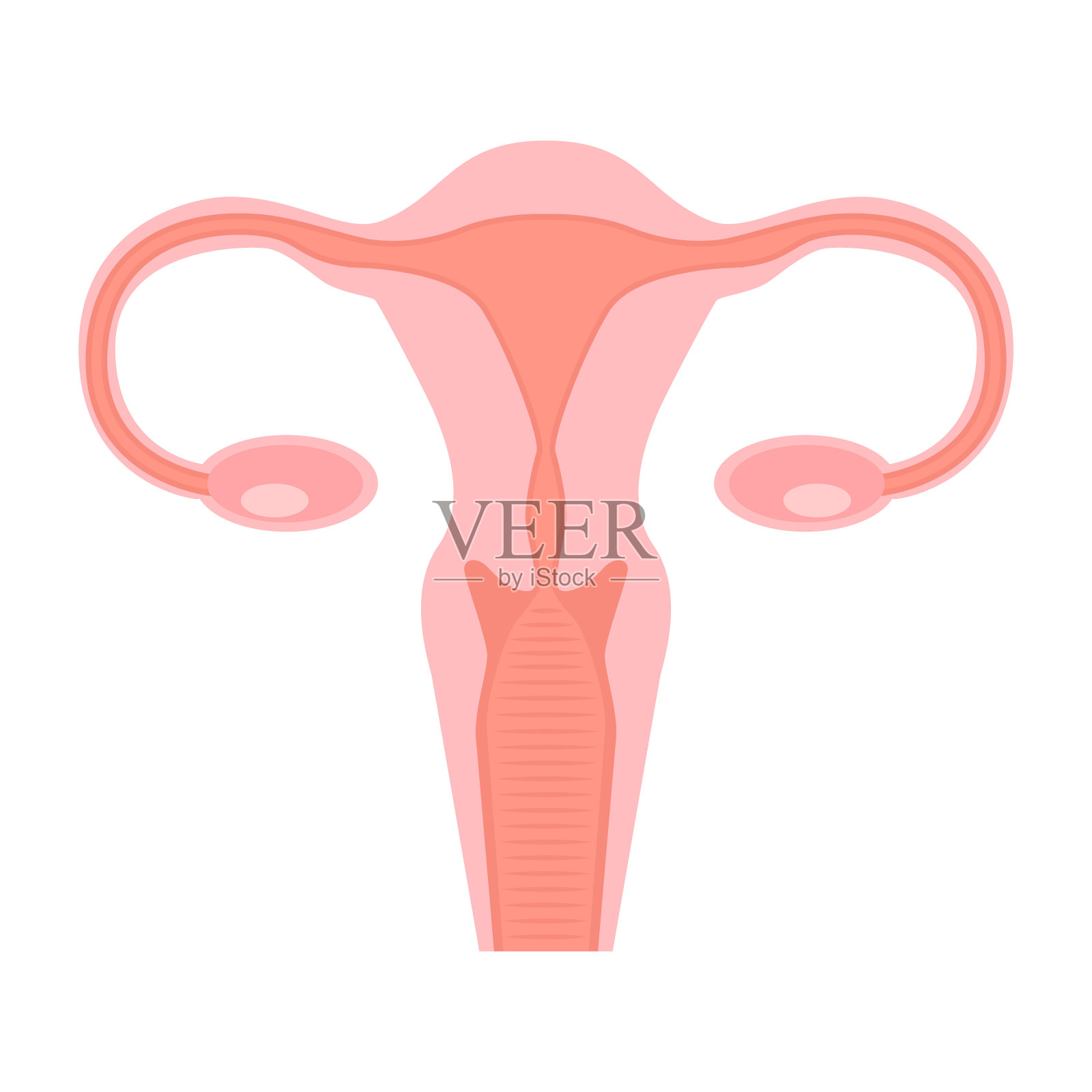 平面风格的阴道插图。设计元素海报,卡片,横幅,信息图表。矢量图插画图片素材