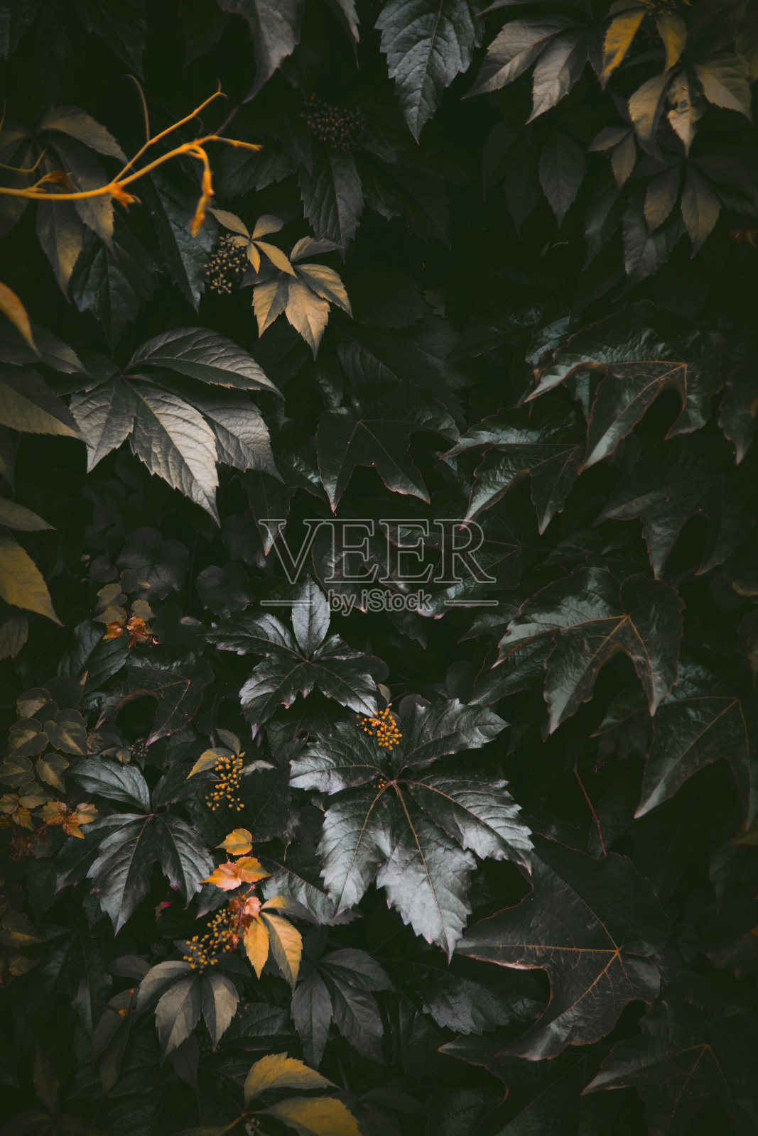 叶子的背景照片摄影图片