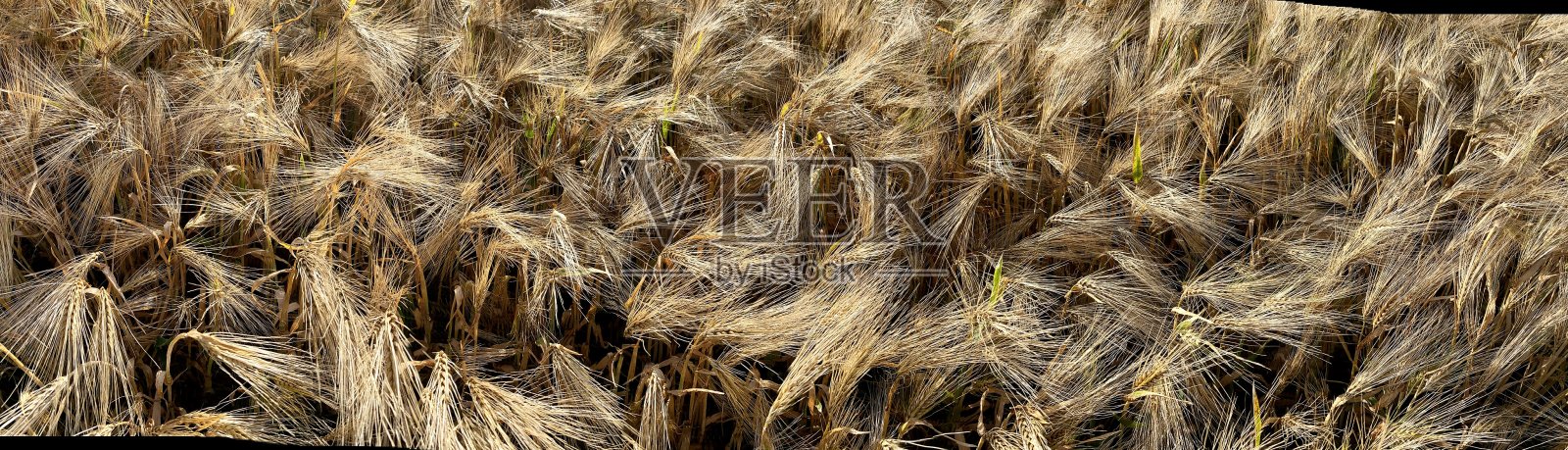 大麦生长照片摄影图片
