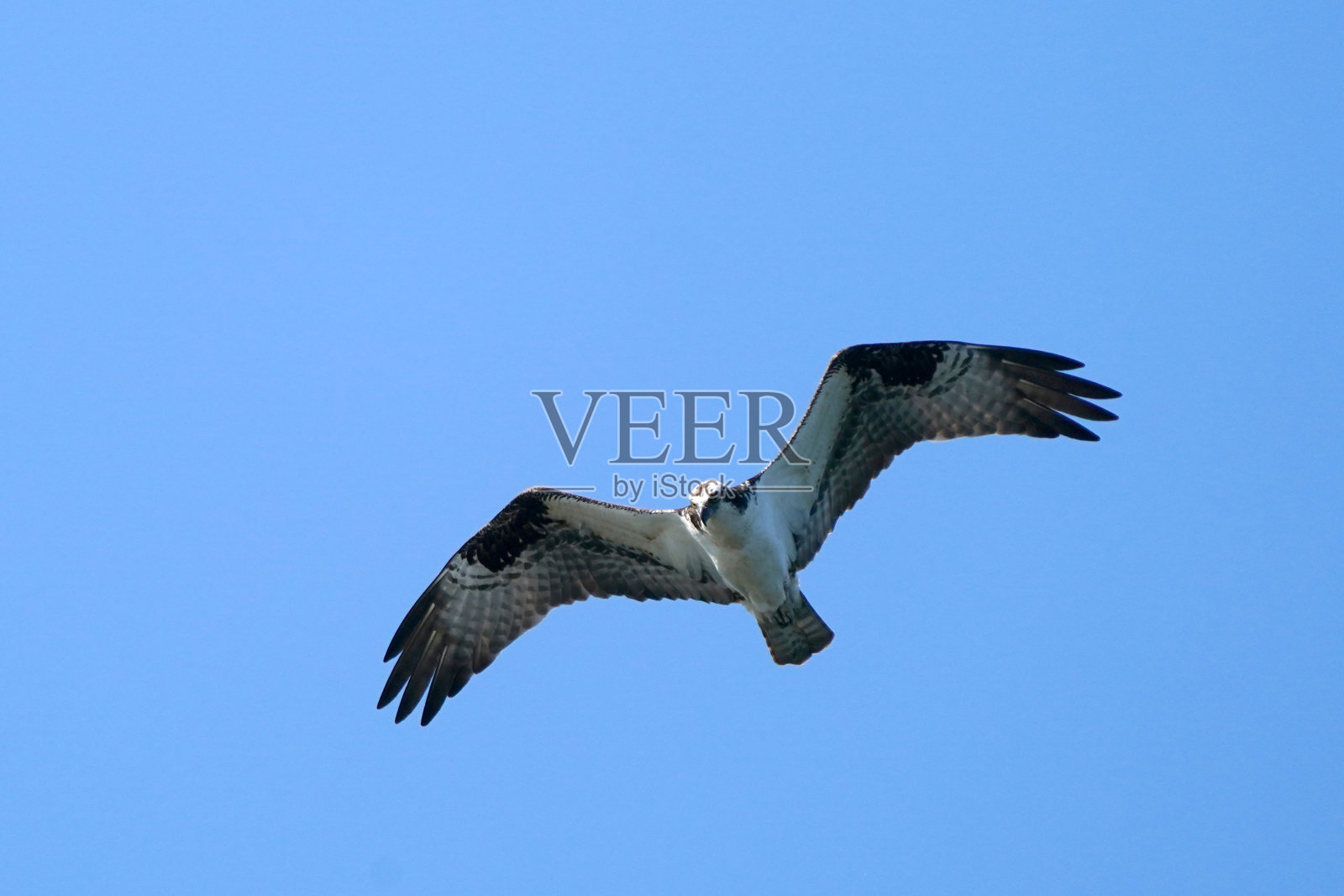 鱼鹰飞行照片摄影图片