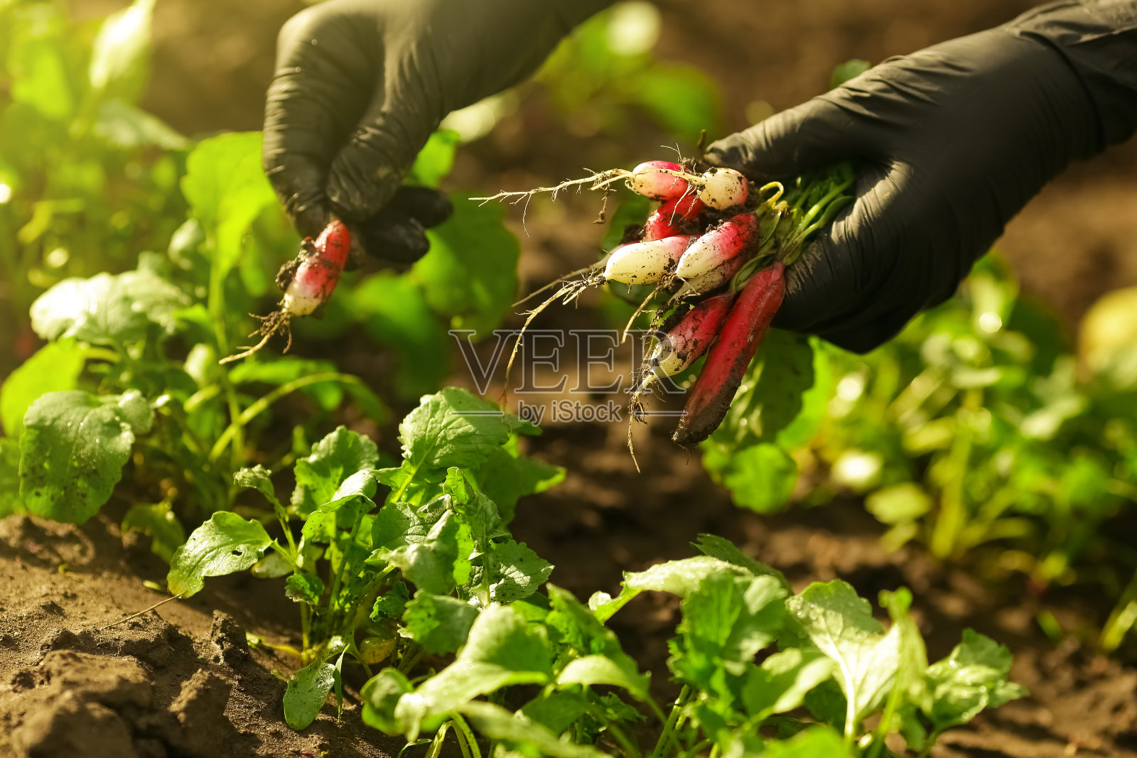 农妇戴着黑手套,双手把萝卜从地上扯下来照片摄影图片
