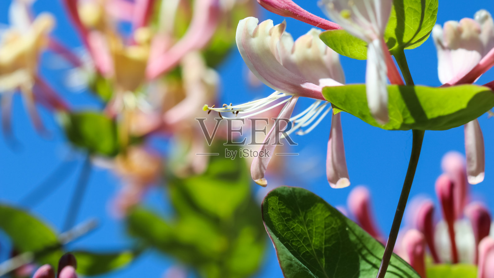 粉红色的忍冬花蕾和花园里的花朵。忍冬,忍冬开花。花的背景照片摄影图片