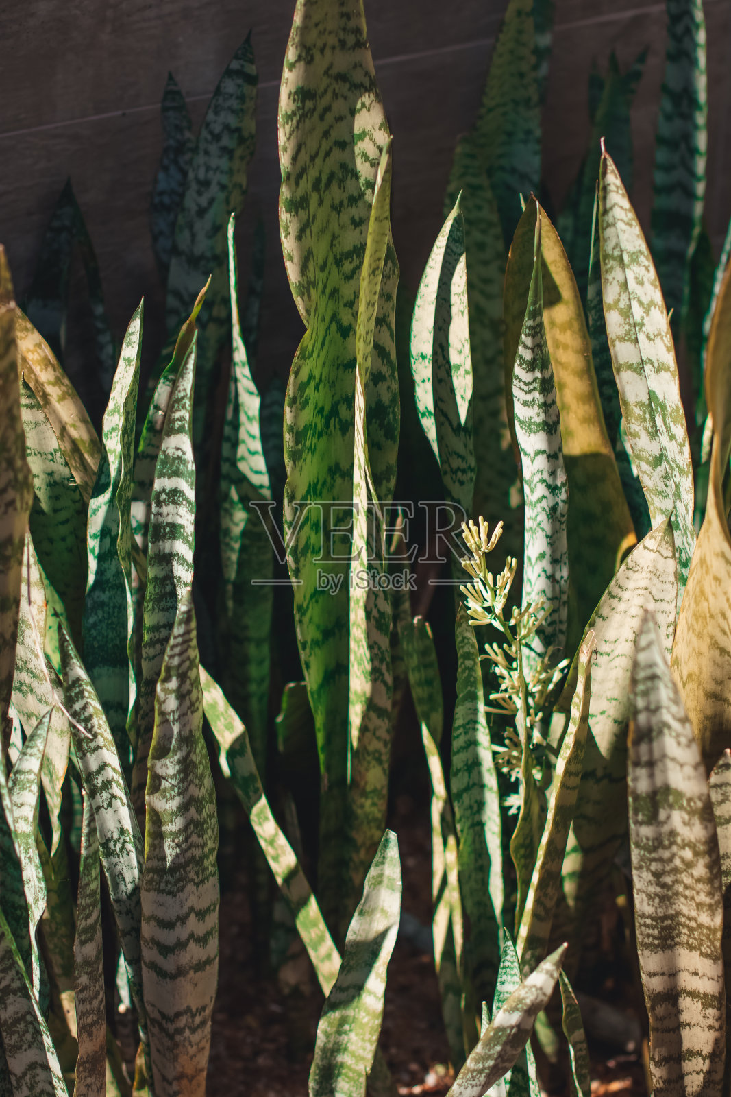 巴西的有机叶类植物照片摄影图片