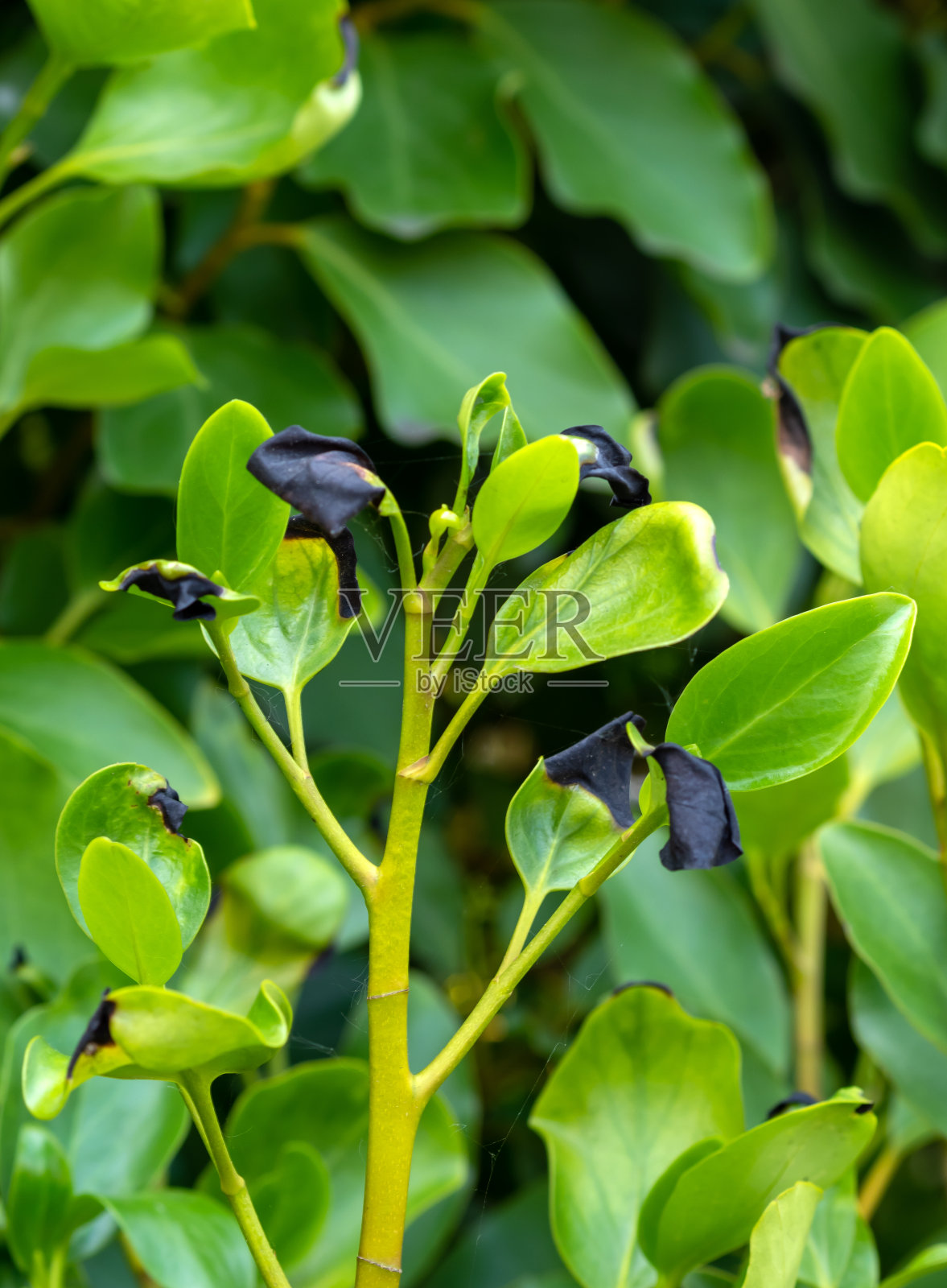 灰稻,又名Kapuka,新西兰阔叶或Papauma。对冲。叶尖黑色可能是由于霜冻损害。照片摄影图片