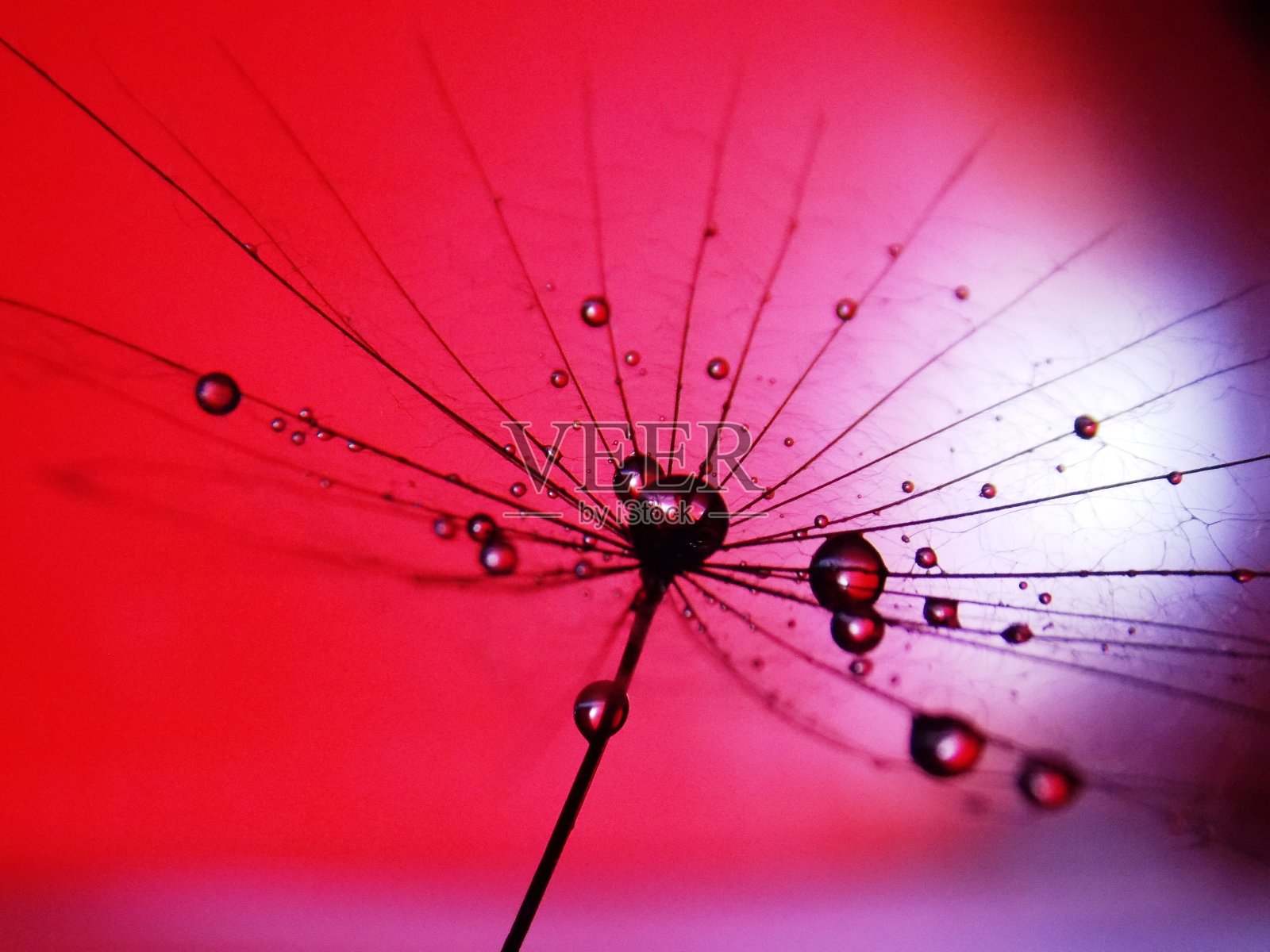 种子上的水滴照片摄影图片