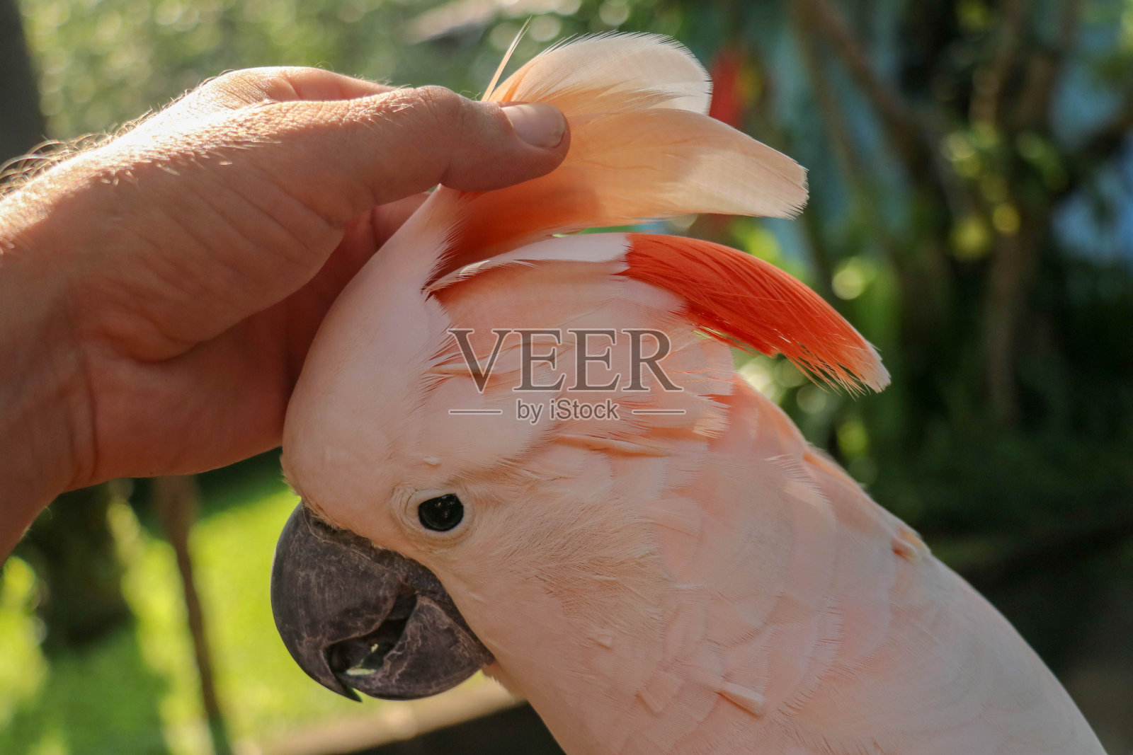 女人的手触摸着美丽的鹦鹉标本。可爱的仙人掌站在树枝上,抚摸着自己的羽毛。三文鱼葵花凤头鹦鹉。热带旅游概念照片摄影图片