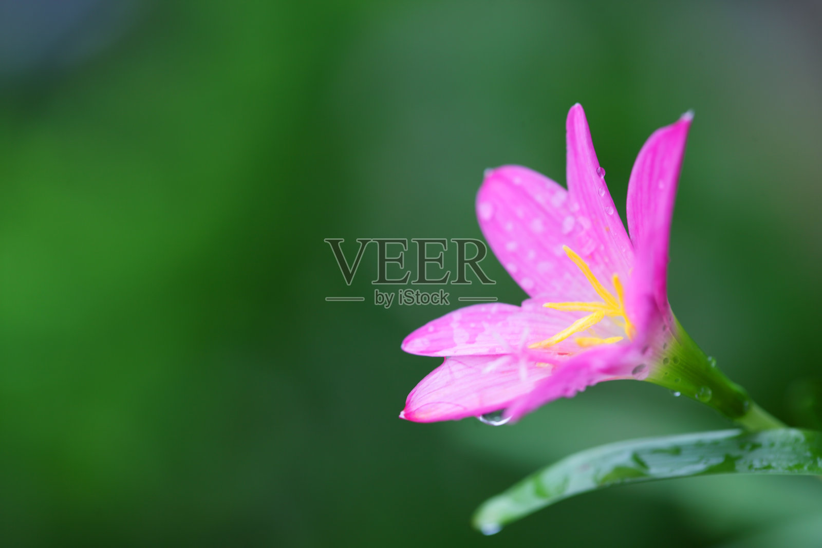 近距离的美丽的粉红色雨百合花照片摄影图片