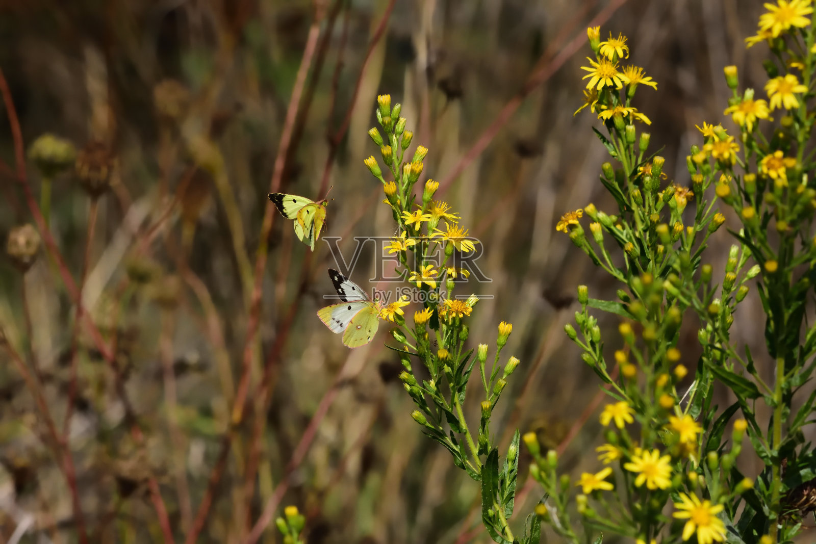 黄色的蝴蝶照片摄影图片