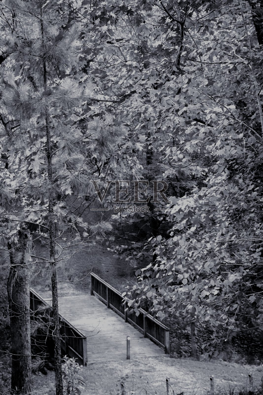 未来的桥照片摄影图片