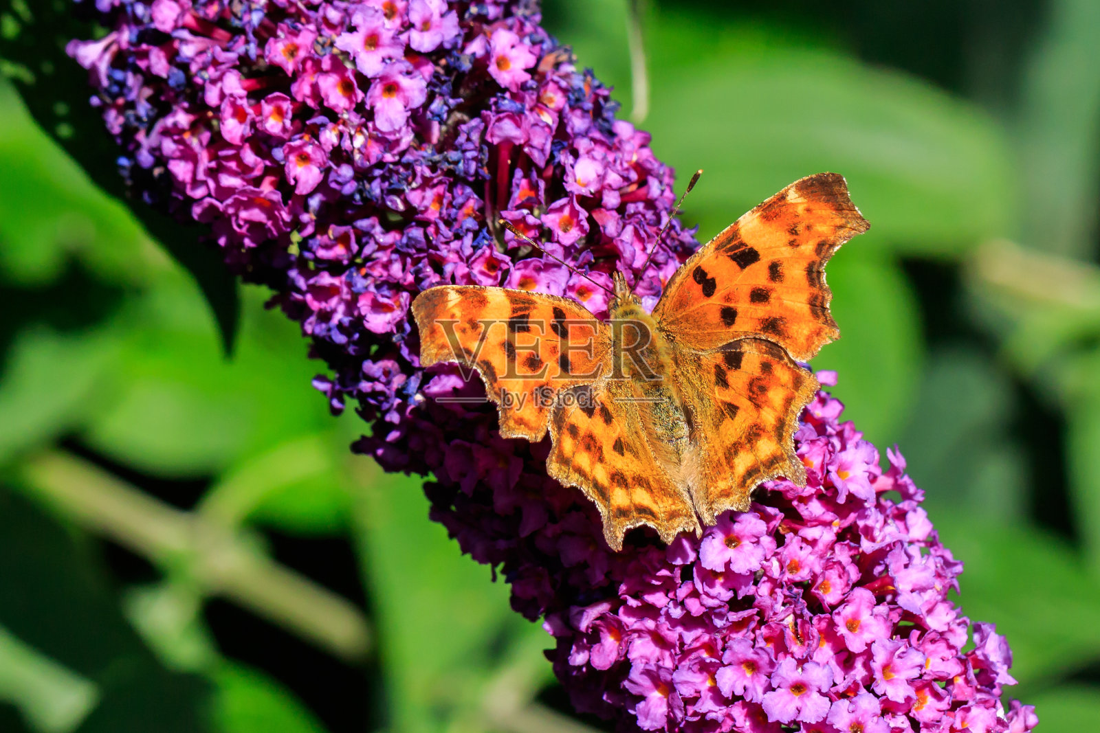 蝴蝶照片摄影图片