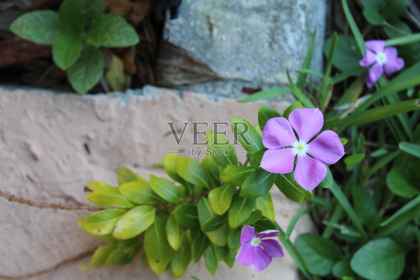 混凝土中的花朵照片摄影图片