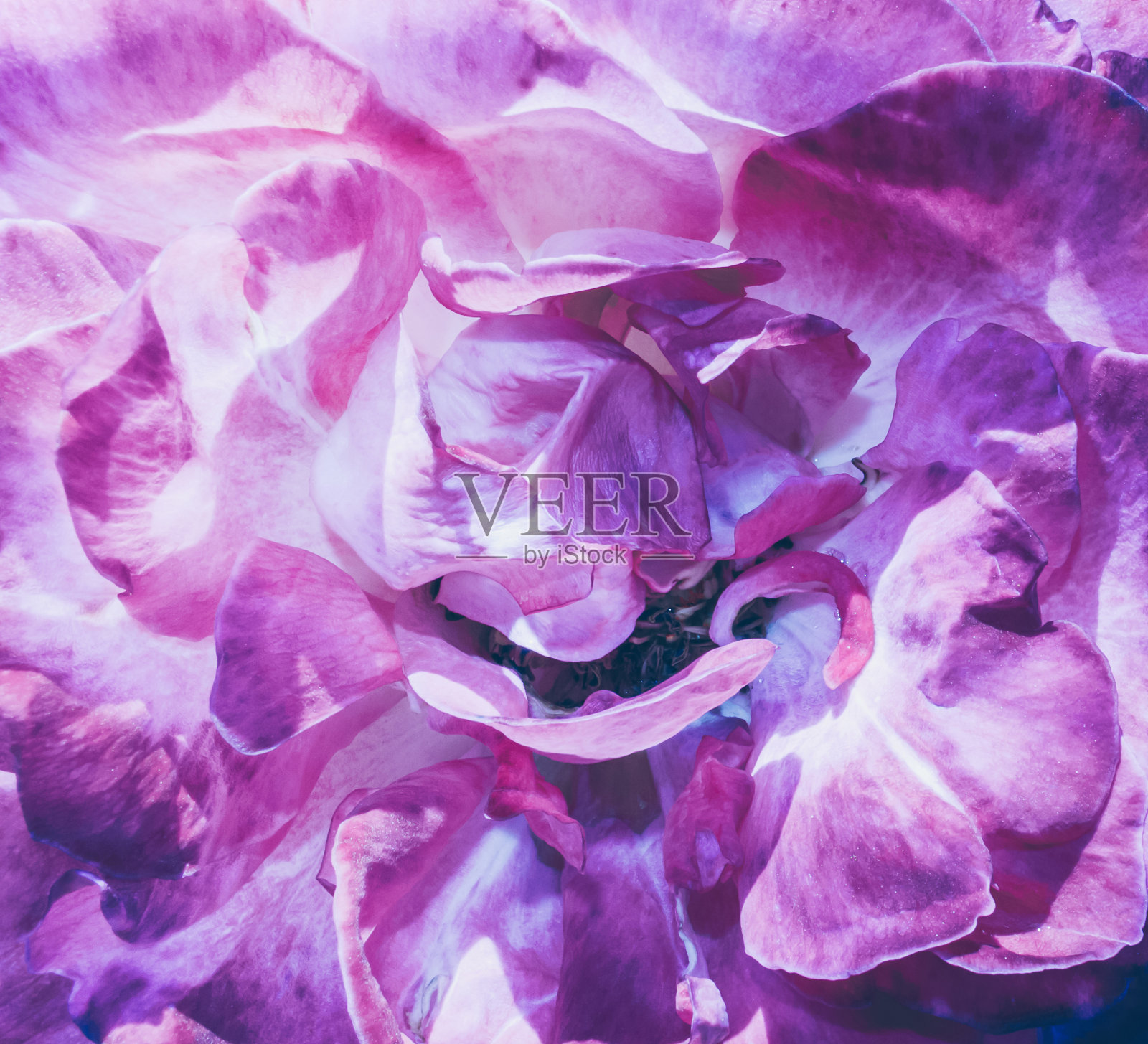 近距离观看丁香盛开的玫瑰沐浴在阳光下照片摄影图片