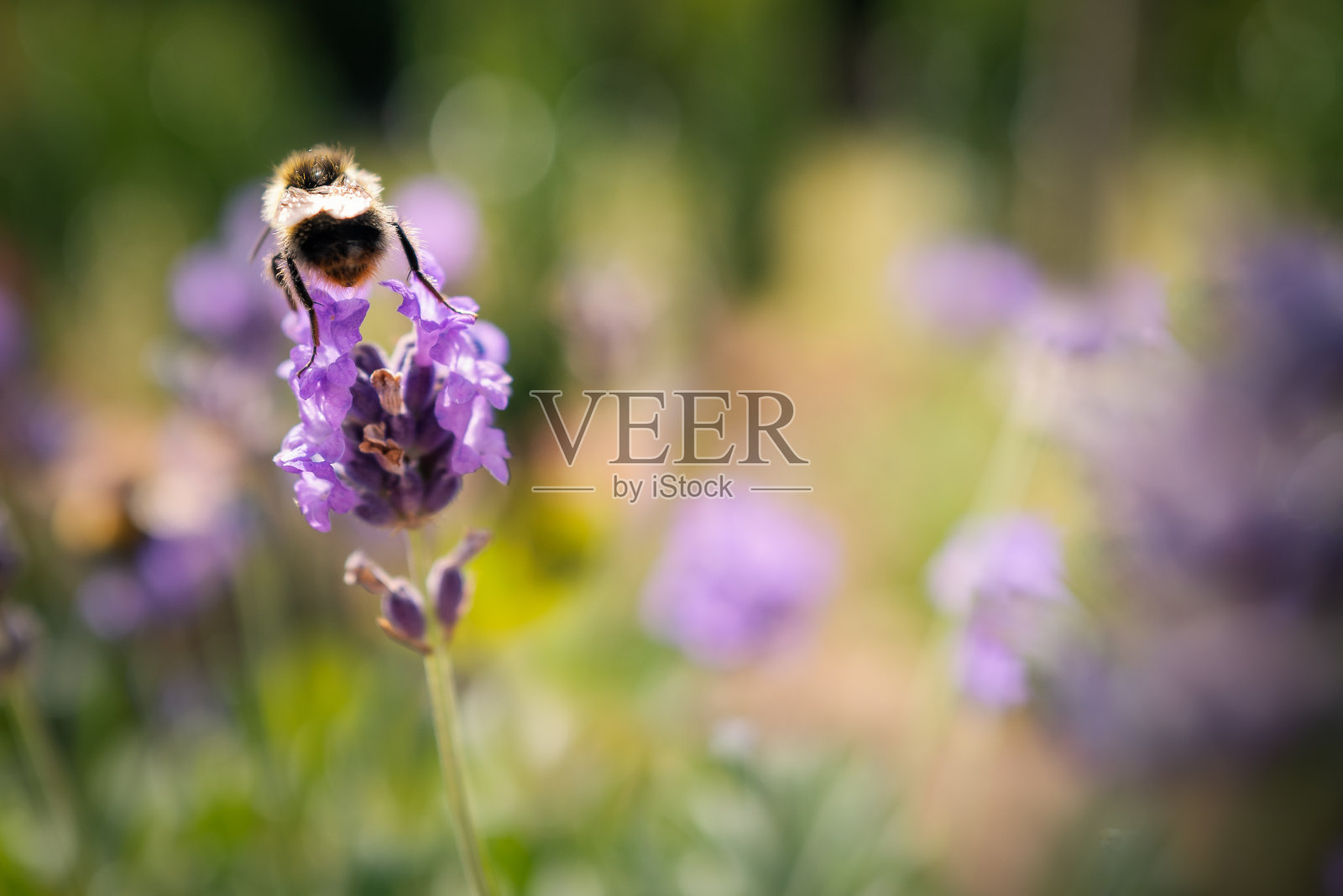 一只大黄蜂在花园里享受薰衣草花。焦点是柔软的。照片摄影图片