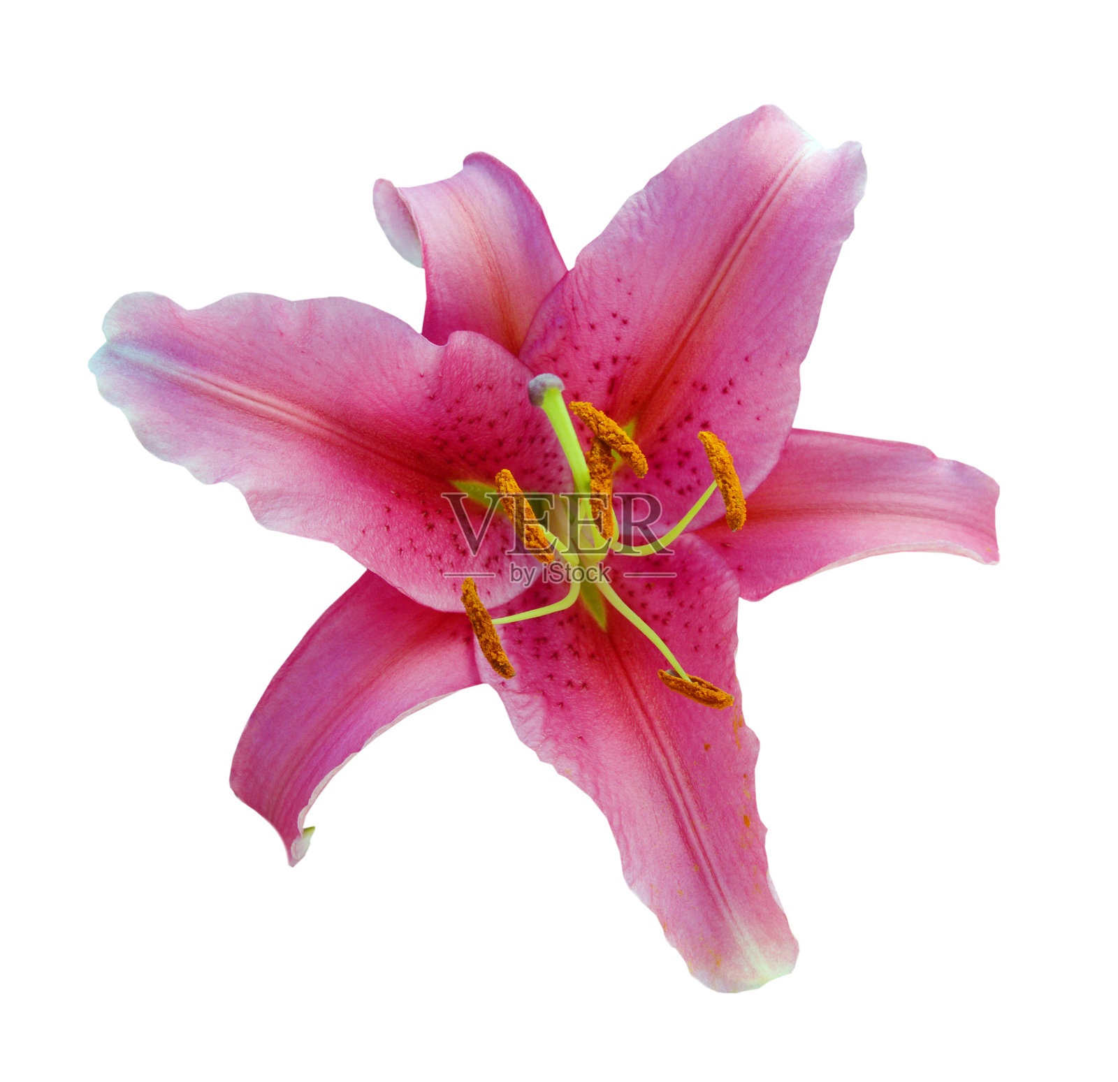 白色背景上的粉色百合。照片摄影图片