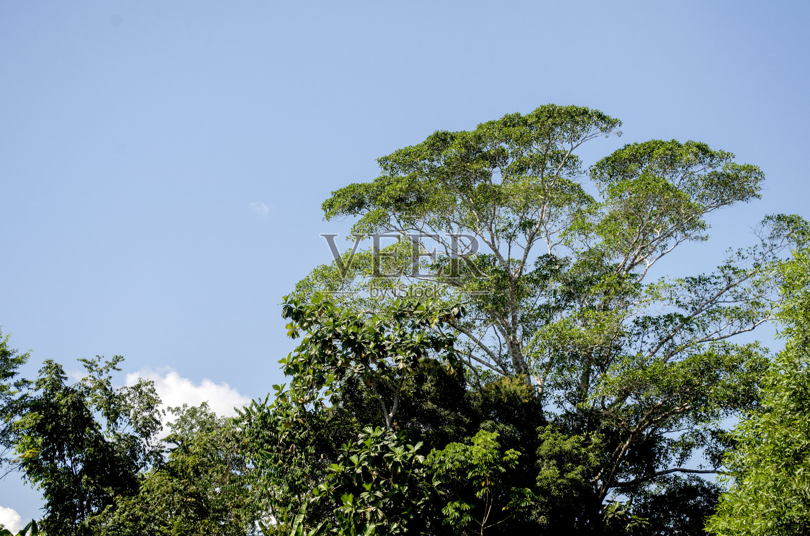 秘鲁亚马逊河的风景照片摄影图片