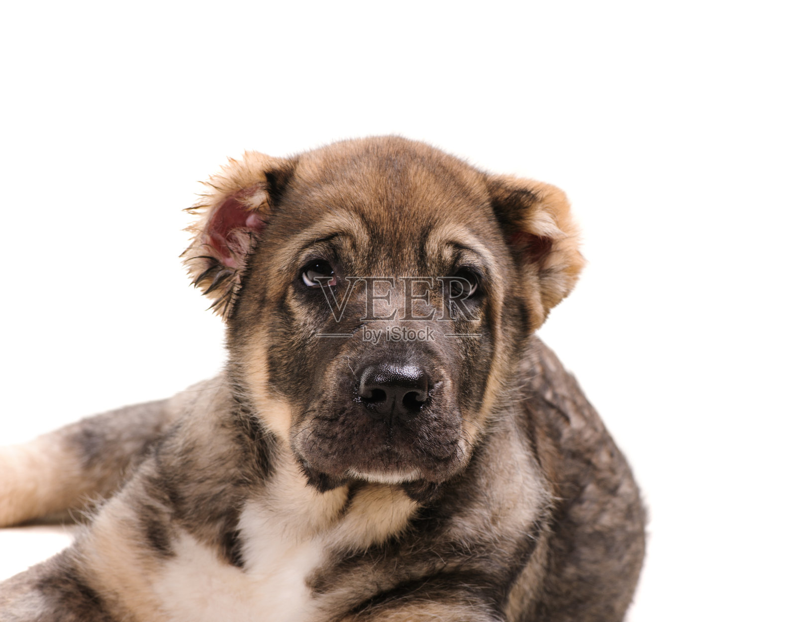 工作室的肖像狗在一个白色的背景照片摄影图片