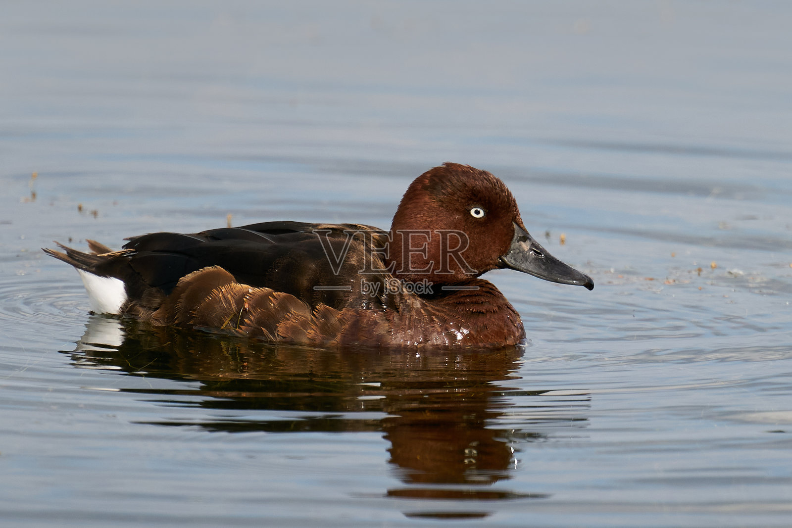 Ferruginous鸭子(Aythya nyroca)照片摄影图片