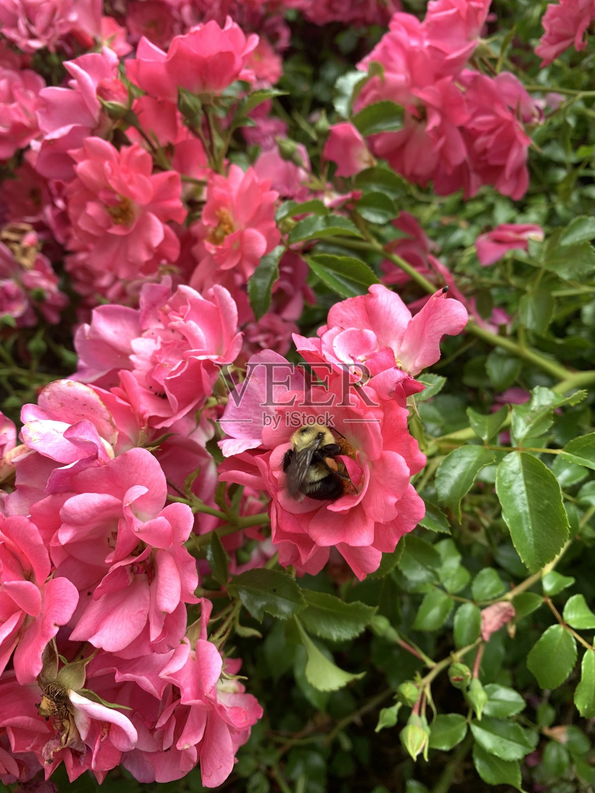 玫瑰和蜜蜂照片摄影图片