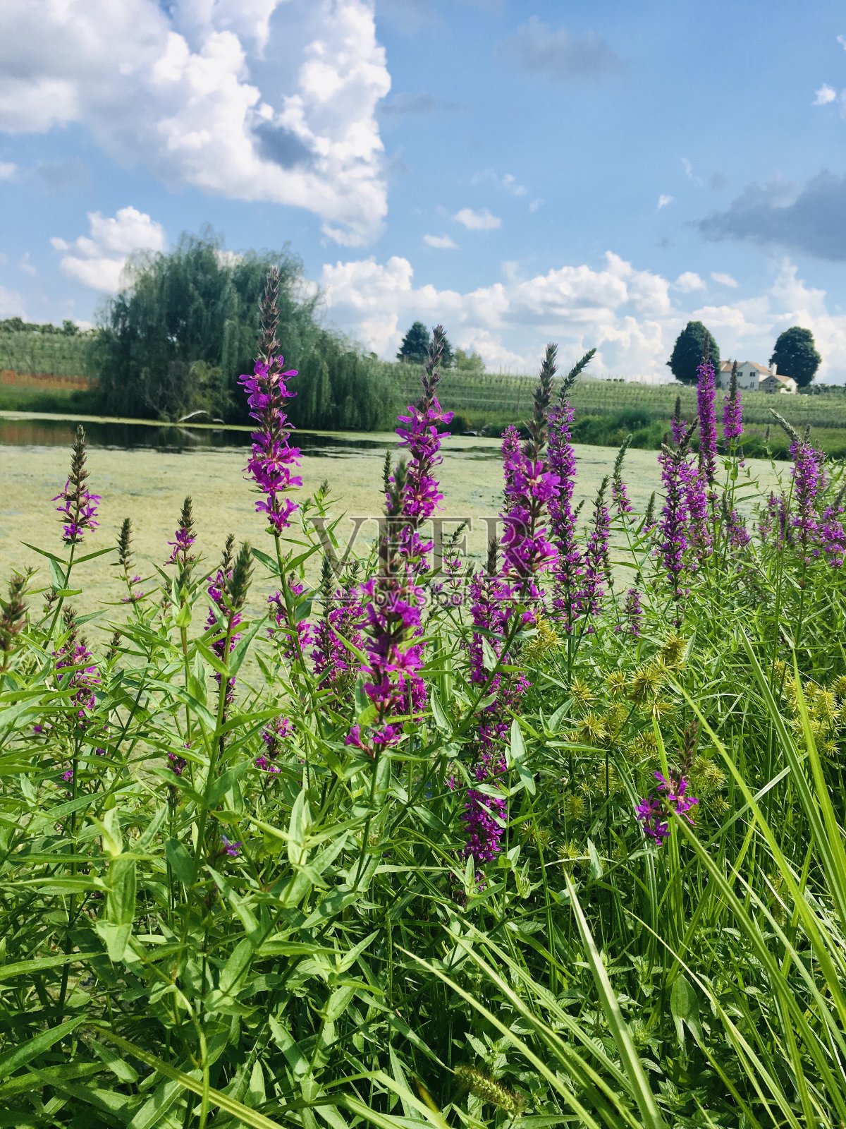 审美路边照片摄影图片