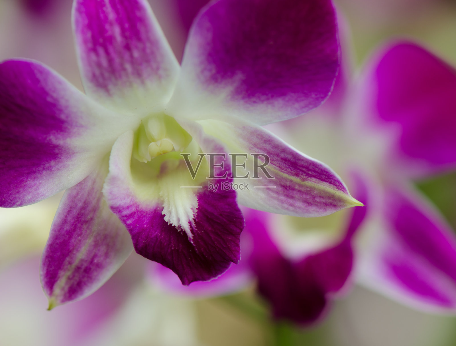 丹德罗比姆兰花照片摄影图片