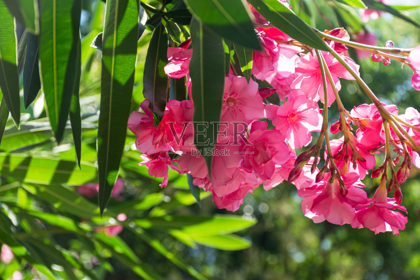 夹竹桃粉红色的纬度。Nerium是一种常绿的南方植物照片摄影图片