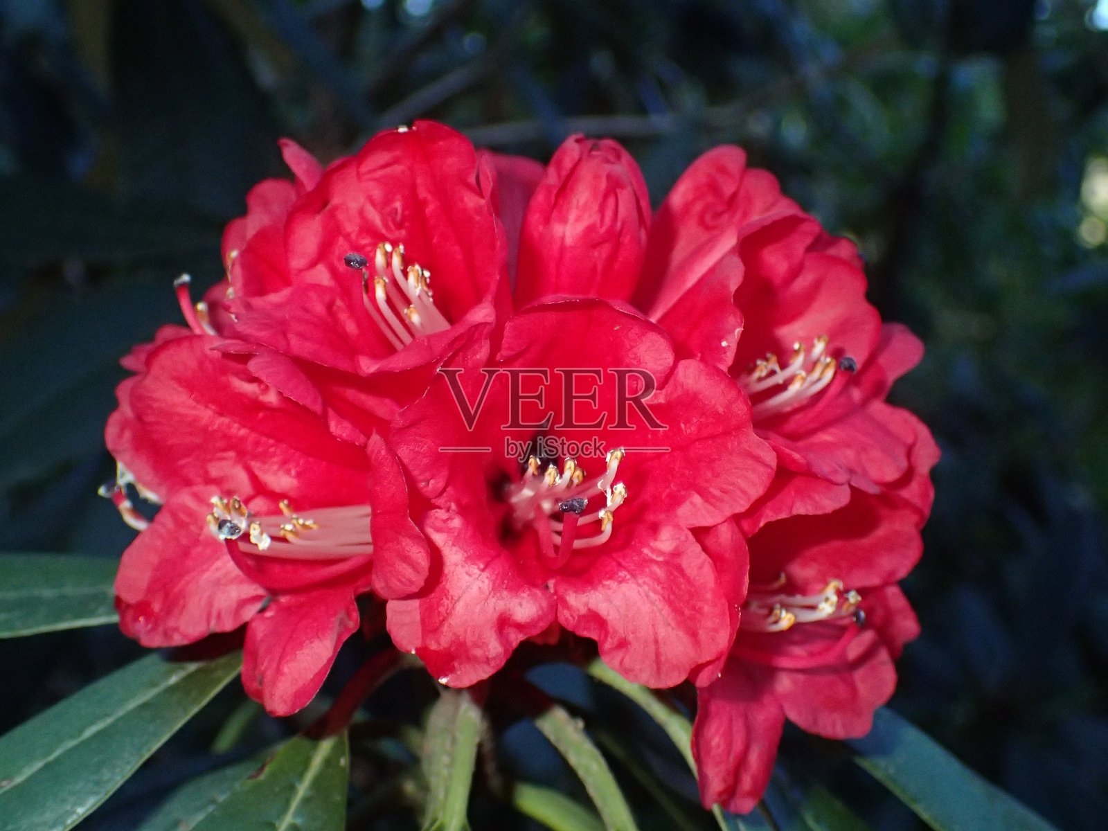 杜鹃花照片摄影图片