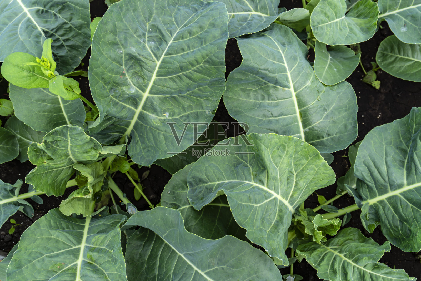 在花园中,夏天和园艺中的卷心菜幼苗照片摄影图片