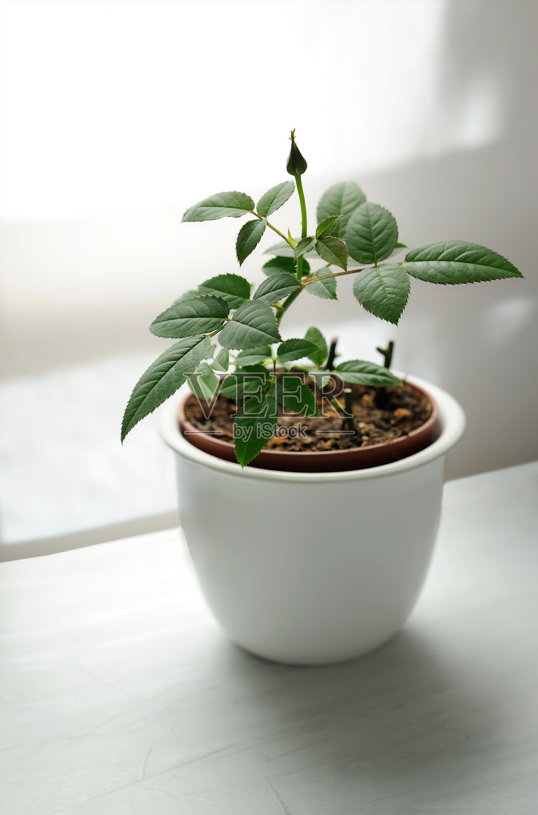 蔷薇带着小花蕾在花盆里对视着窗。照片摄影图片