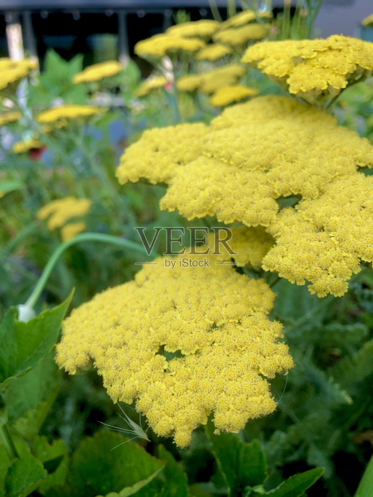 黄蓍草照片摄影图片