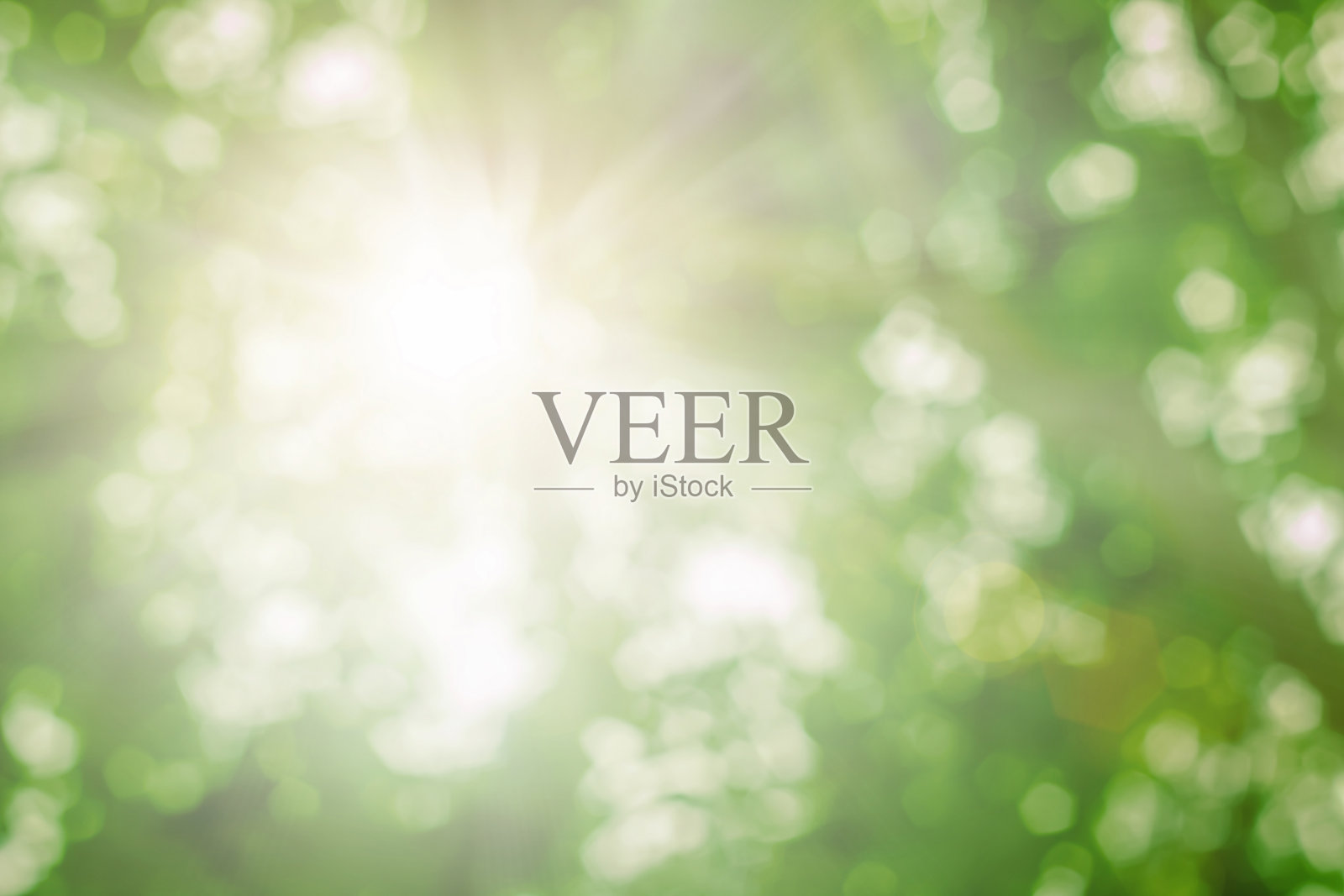 自然的春天模糊了绿叶的背景。创造轻柔和的颜色和明亮的阳光在日落前的短时间在热带森林的树。照片摄影图片