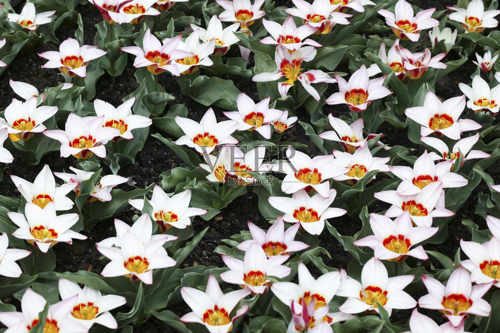 郁金香,是否考夫曼尼亚纳安西拉照片摄影图片