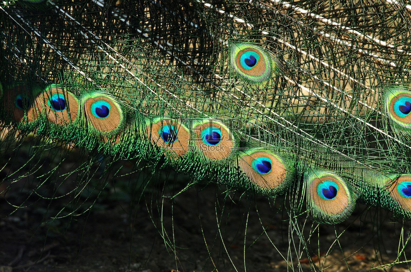 普通孔雀,公孔雀,羽毛特写照片摄影图片