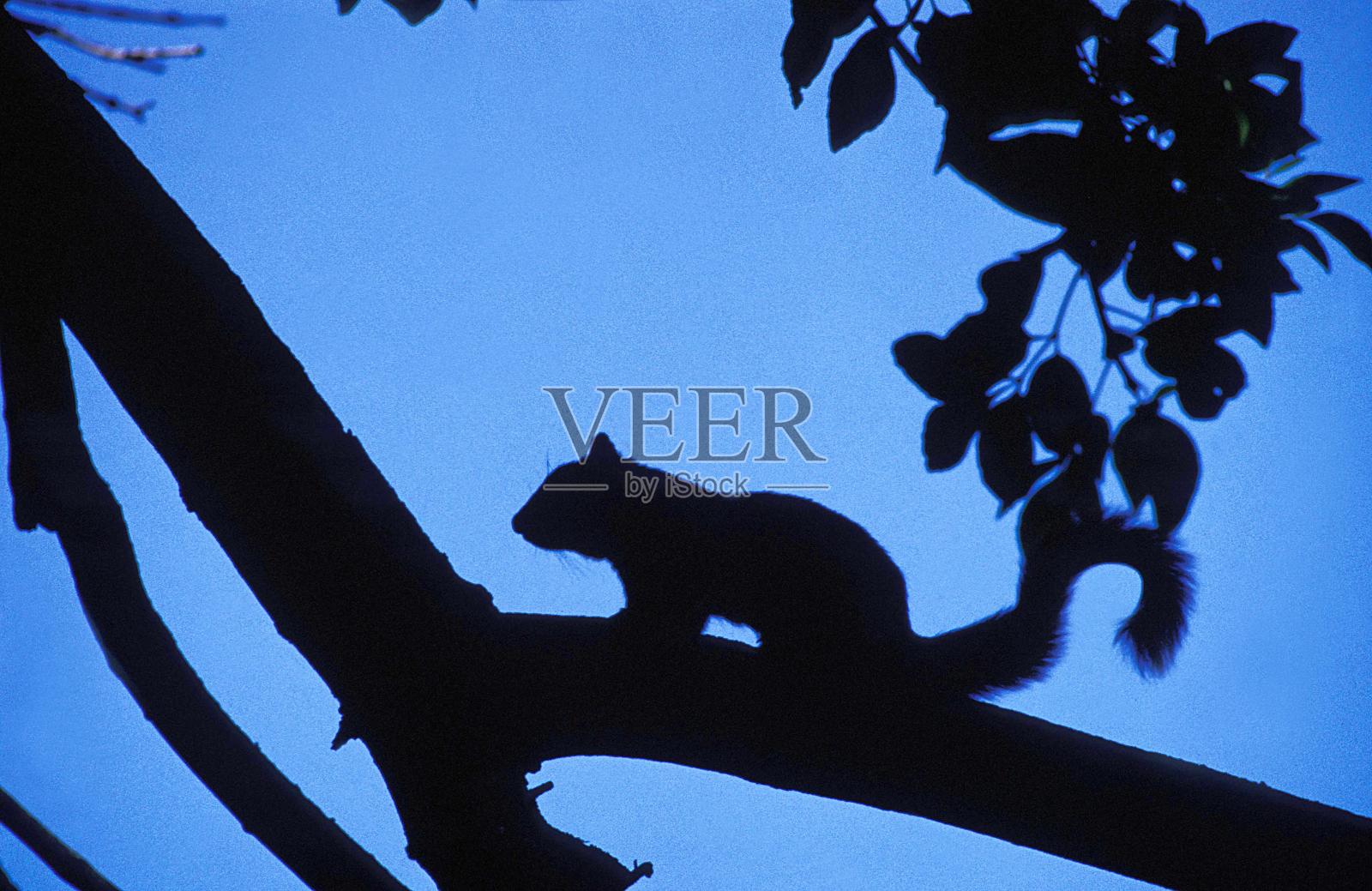 红松鼠,sciurus vulgaris, Silhouette照片摄影图片