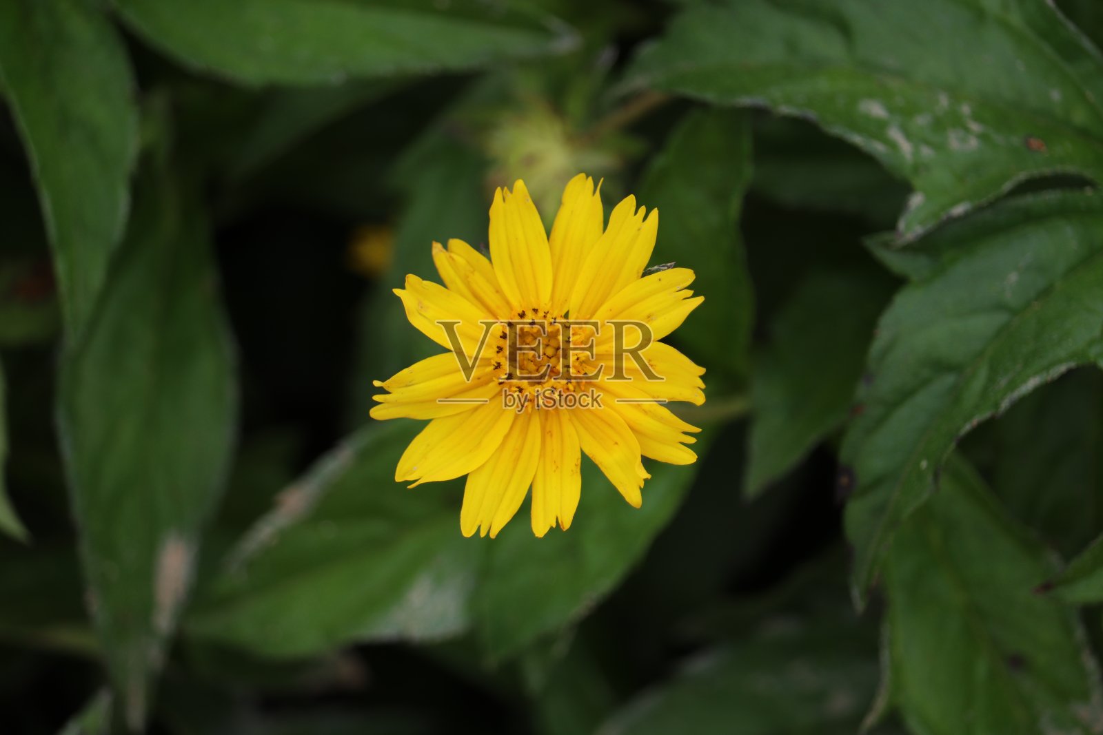 黄色的花和绿色的叶子照片摄影图片