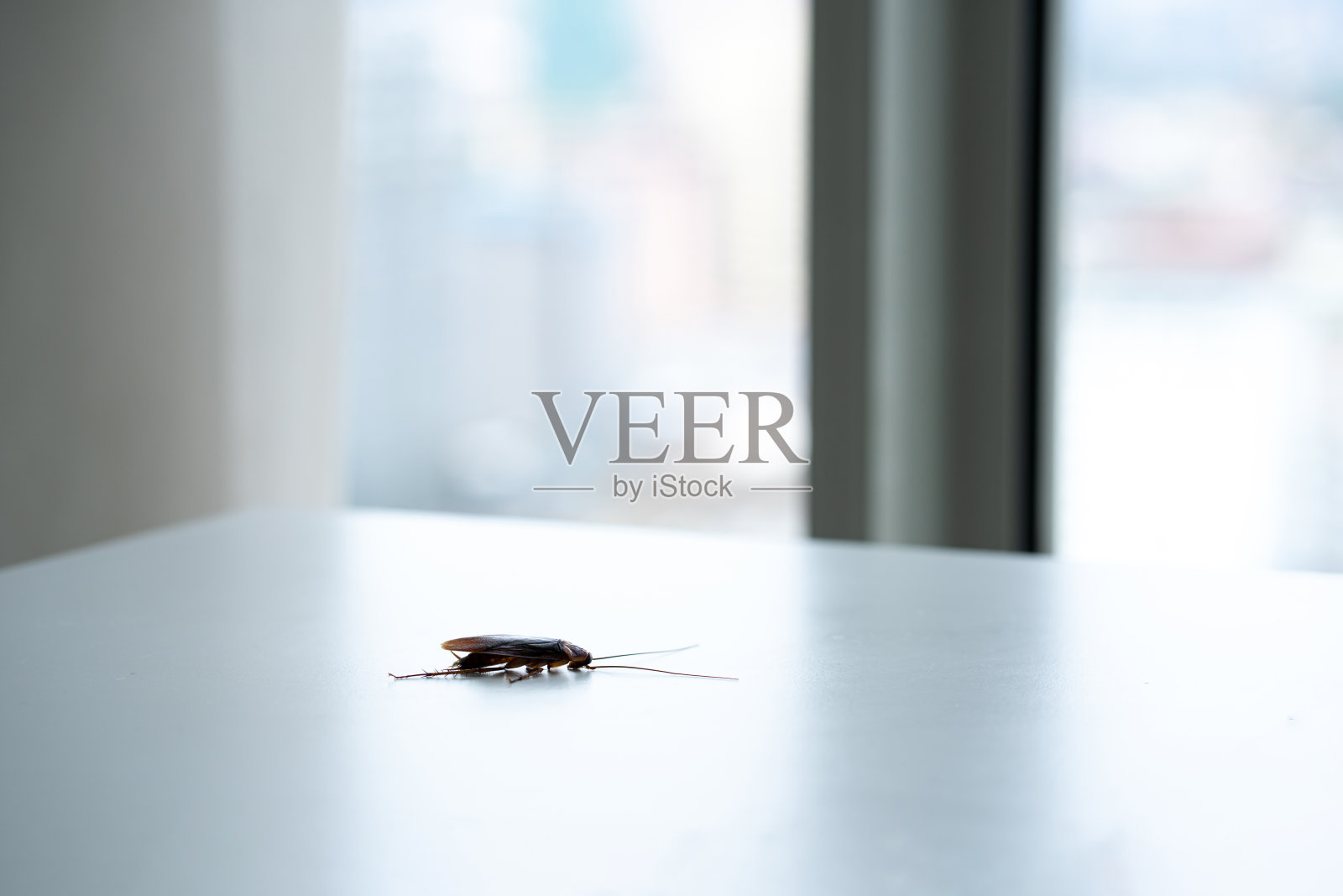 白色餐桌上的蟑螂。一个照片摄影图片