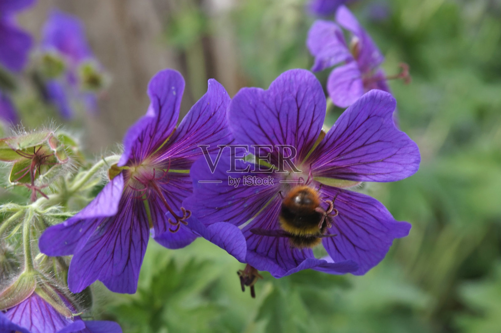 蜜蜂与花朵照片摄影图片