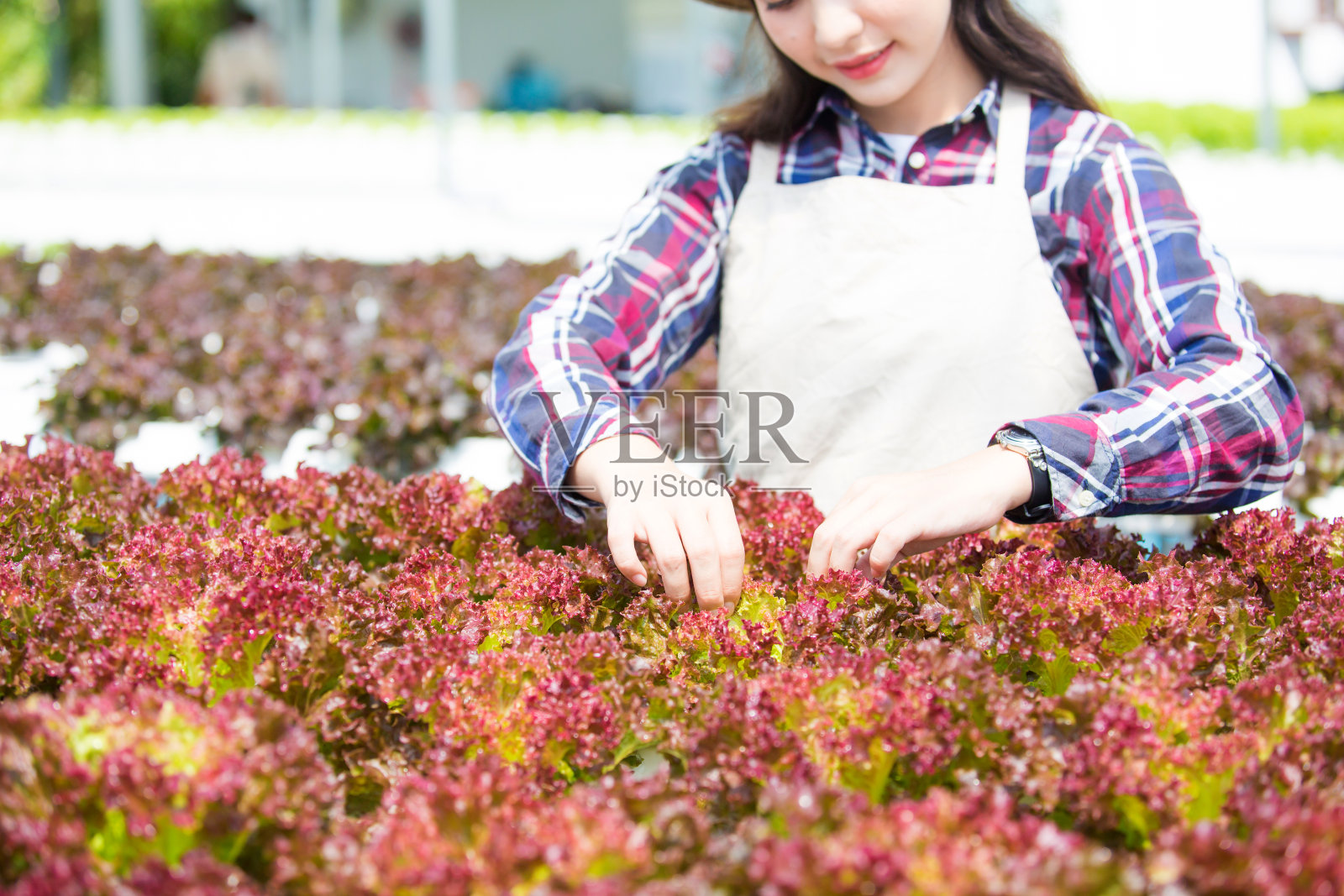 美丽的女性农民正在研究种植蔬菜的质量分析,以收集数据检查质量和产量的有机蔬菜在现代水培农场。照片摄影图片