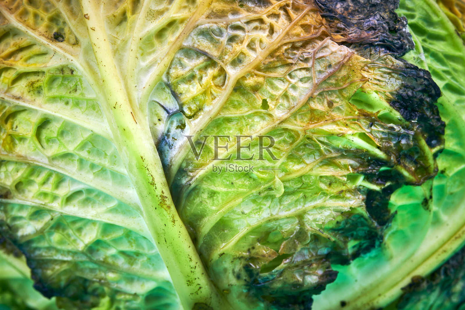 烂白菜,宏观,特写。照片摄影图片