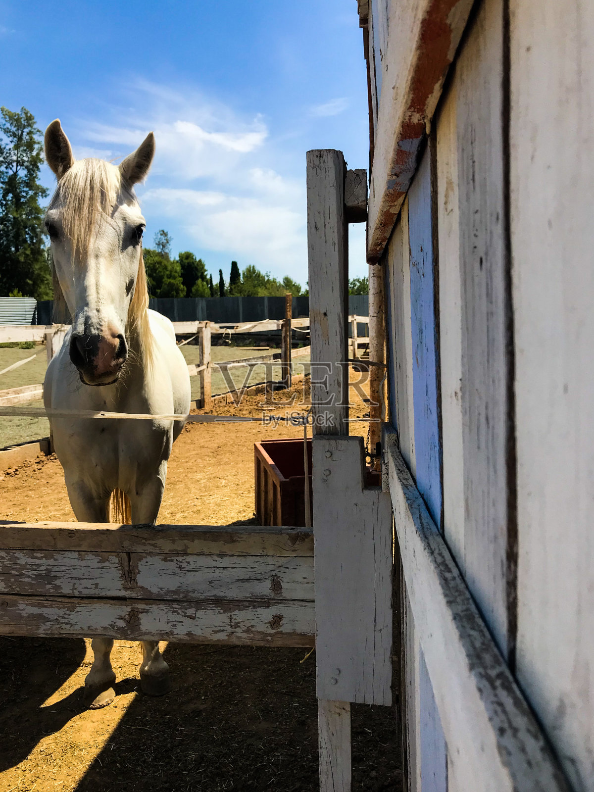 马厩里有匹可爱的白马照片摄影图片