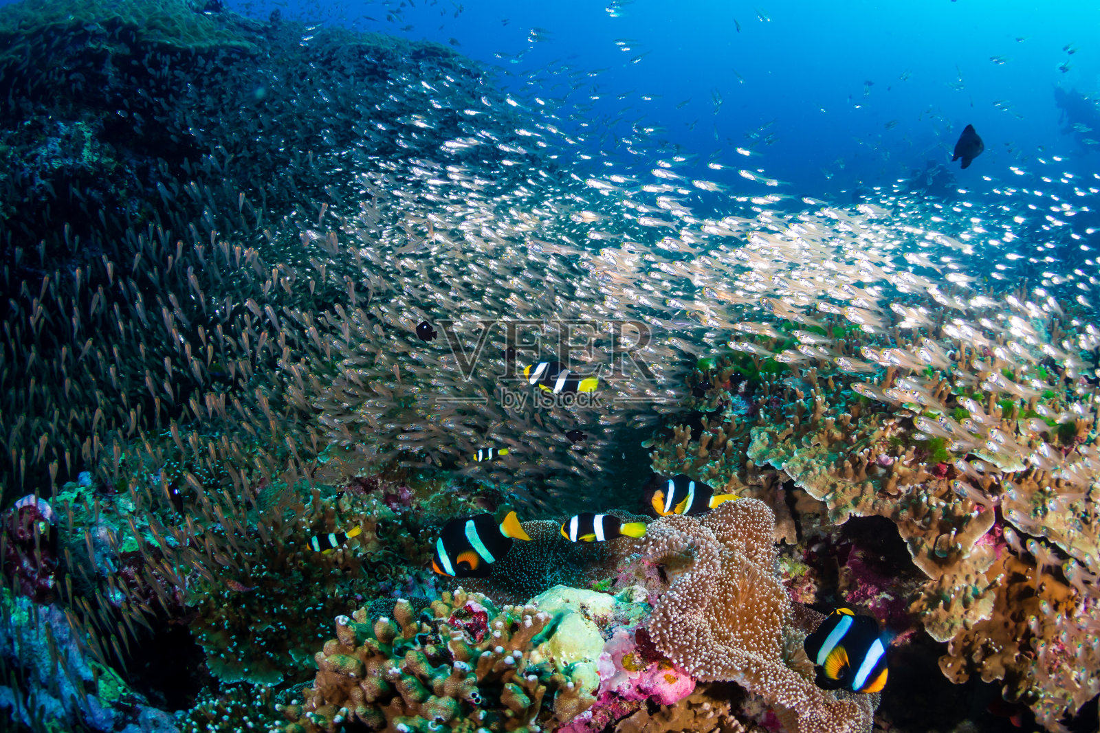 一群可爱的小丑鱼(克拉克海葵鱼)被热带鱼包围着,生活在健康多彩的珊瑚礁上照片摄影图片