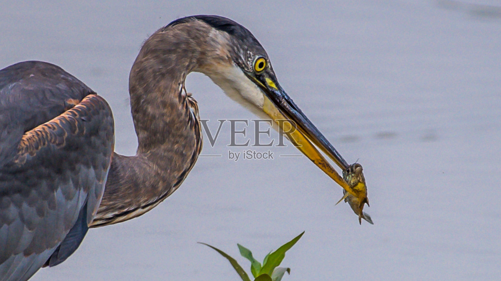 大蓝鹭的肖像飞行和寻找一顿饭照片摄影图片
