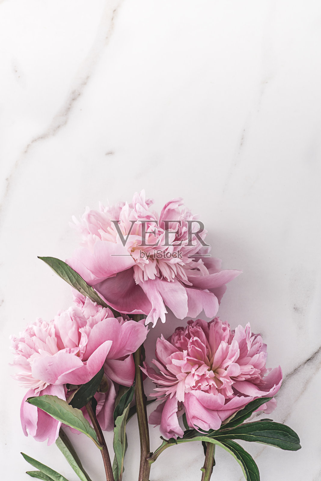 平铺白色牡丹在大理石背景和平面设计的复制空间照片摄影图片