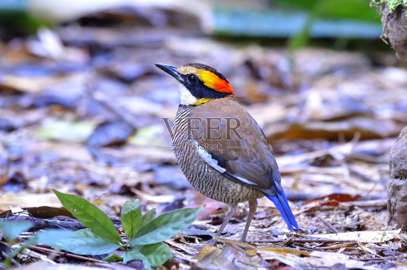 带状皮塔鸟(Pitta guajana)美丽的女性张贴在地上照片摄影图片