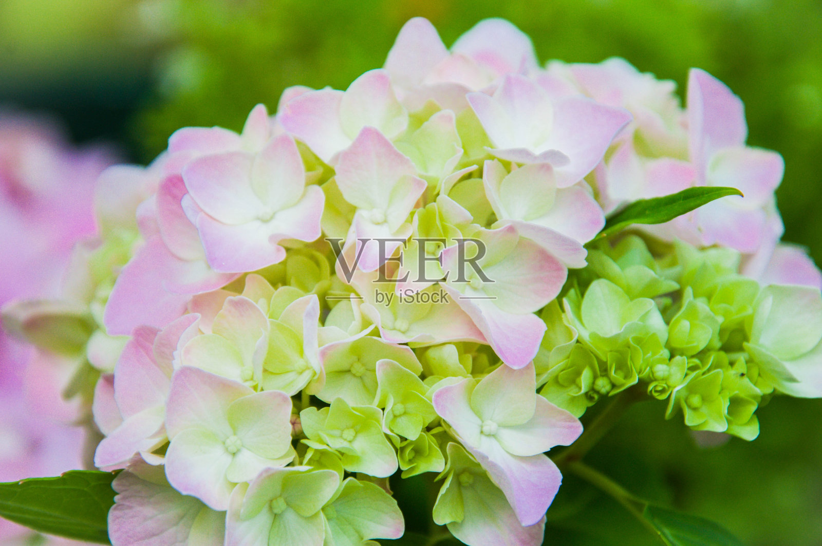 粉色柔和的绣球花照片摄影图片